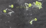  Male flowers